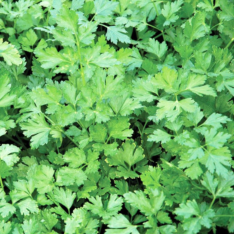 Parsley 'Continental'