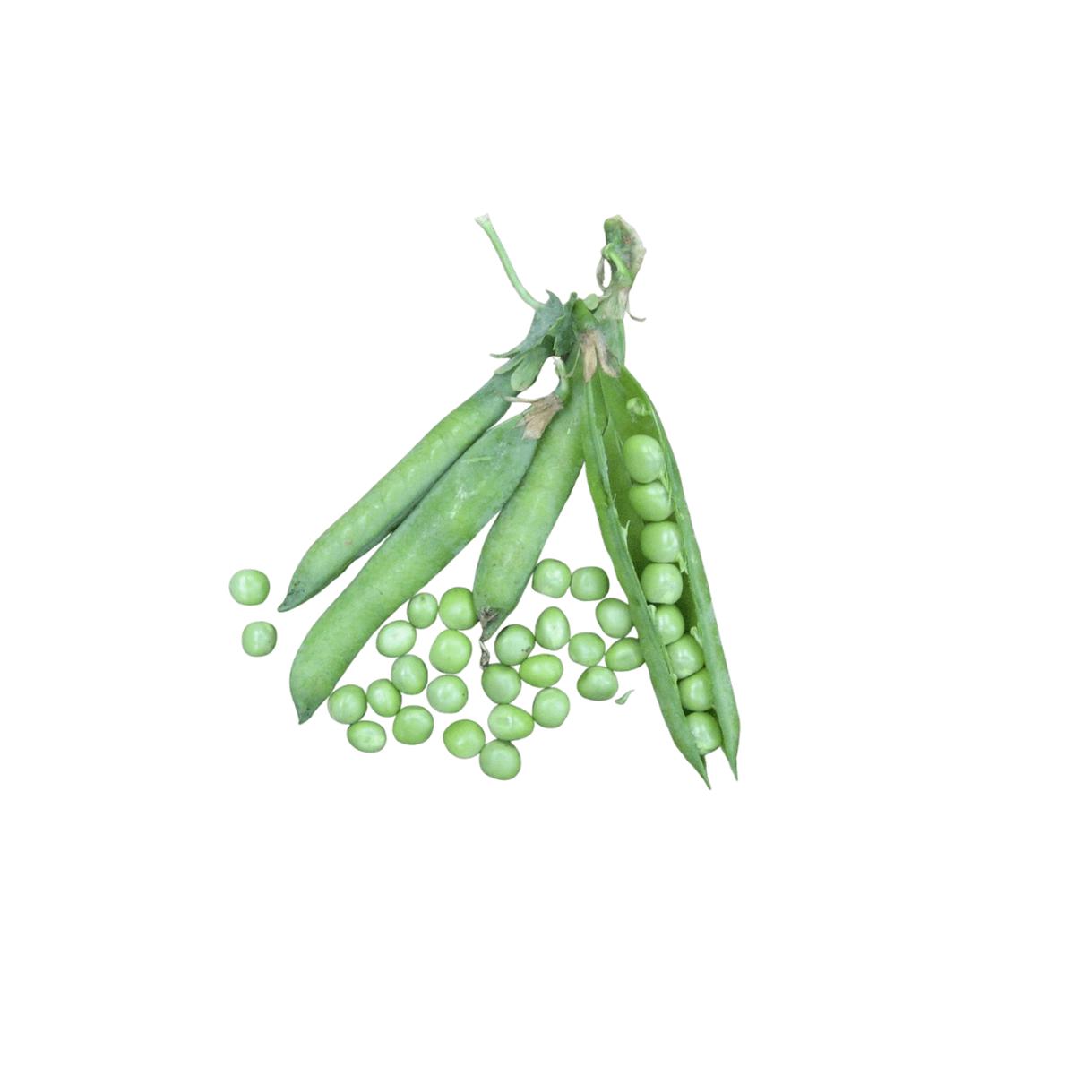 Peas Green Arrow | West Coast Seeds