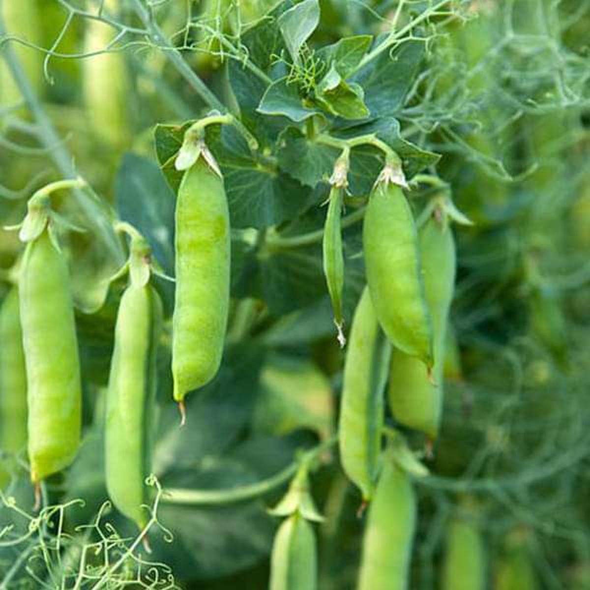 Peas Imported OS 10 - Vegetable Seeds