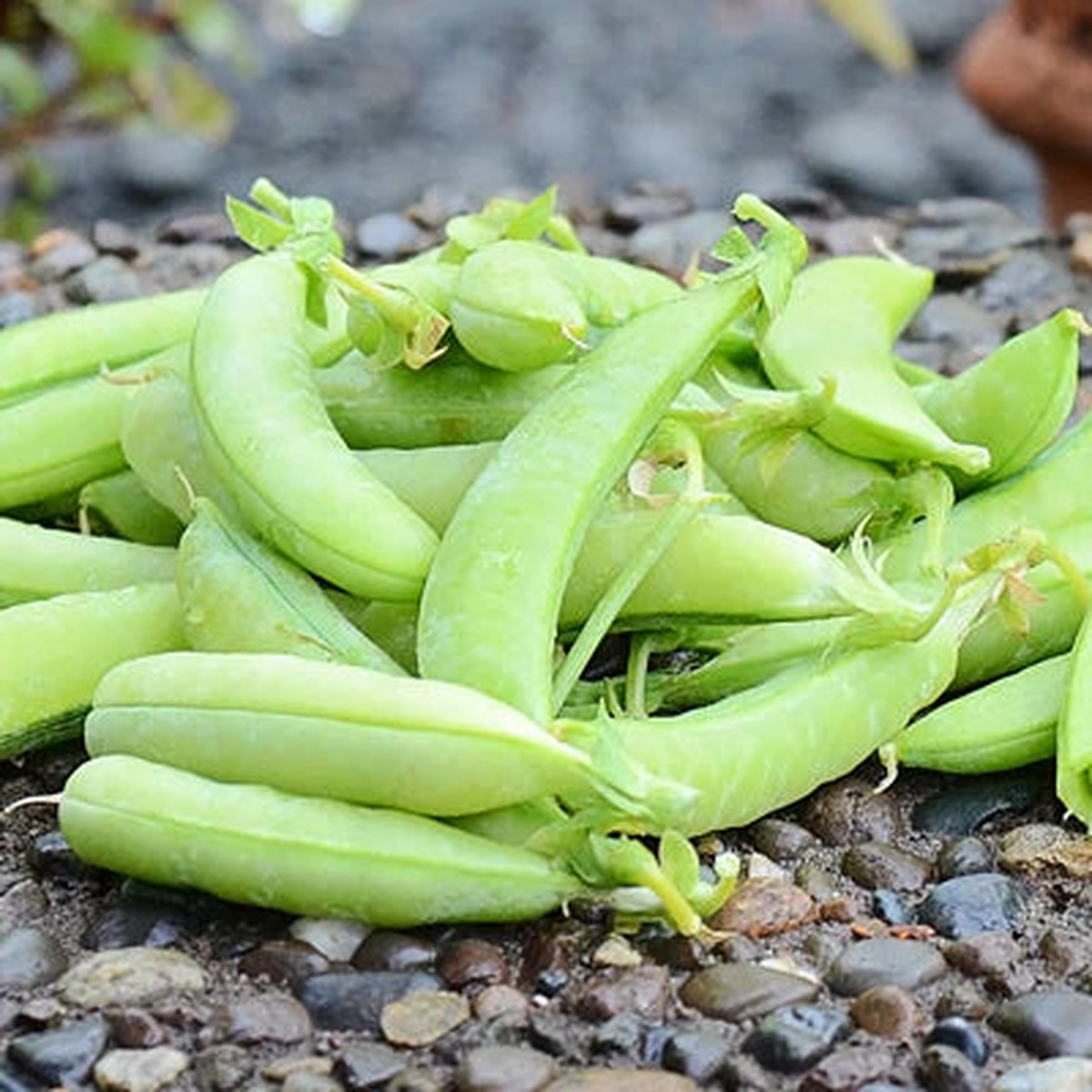 Peas Sugar Ann (Large) - Pacific Northwest Seeds