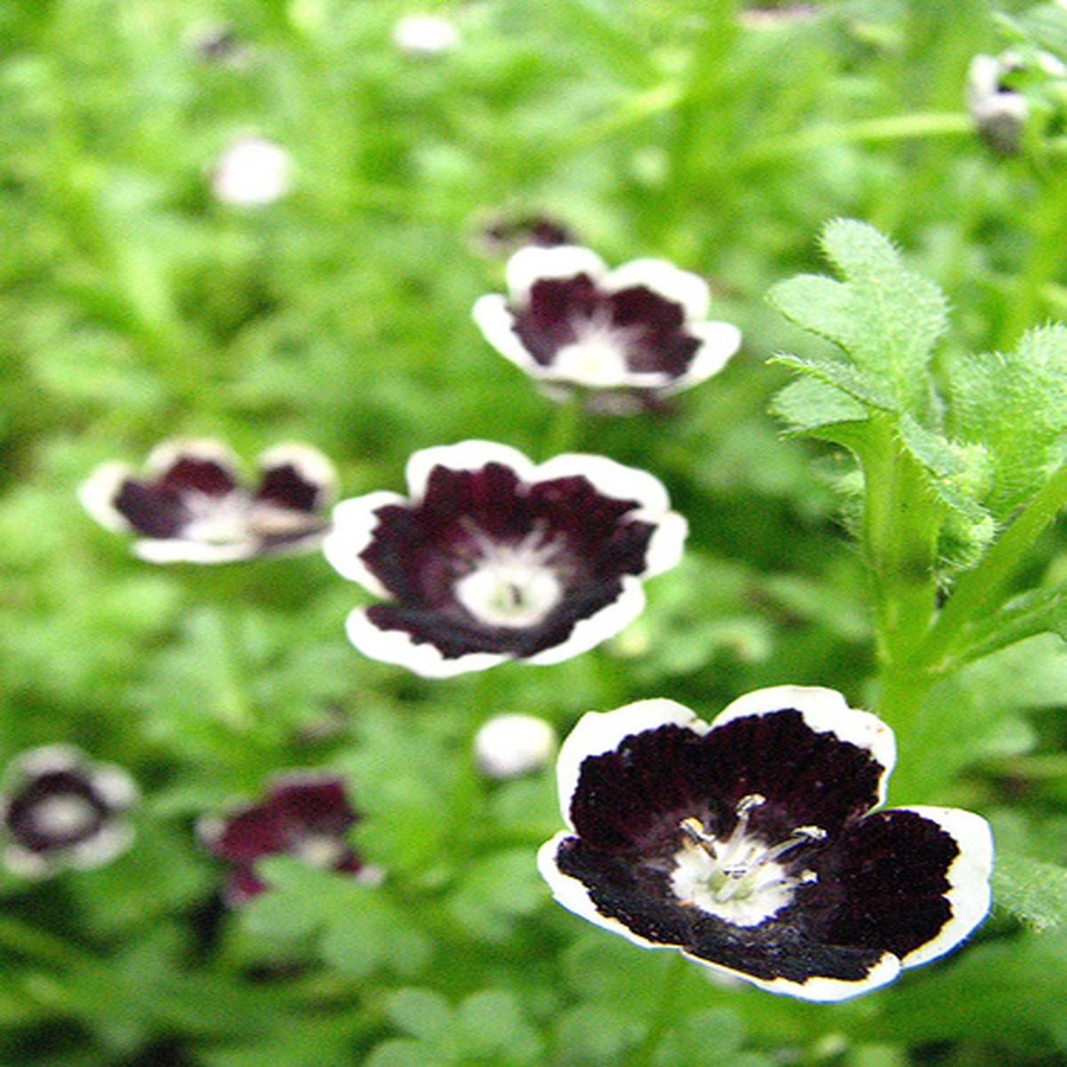 Penny Black - 20 Seeds, 200 mg - Nemophila