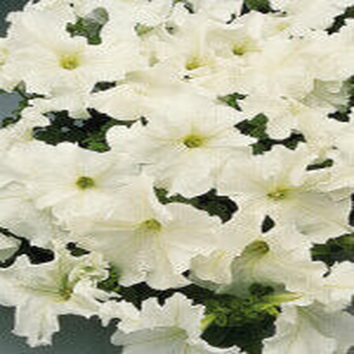 Petunia White Cascade - Ontario Seed Company