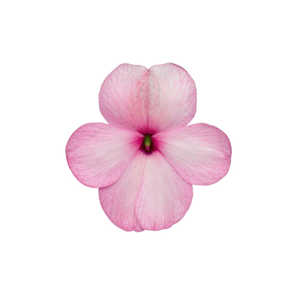 Pink Imara XDR Impatients | OSC Seeds
