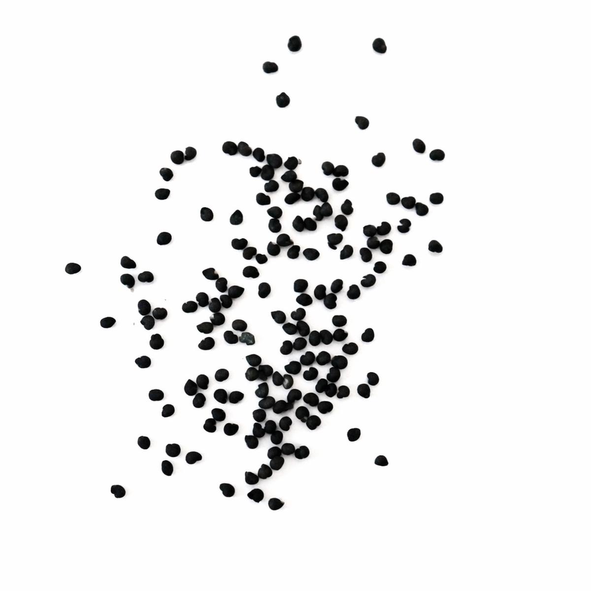 Polaskia chichipe SEEDS - 100 Seeds