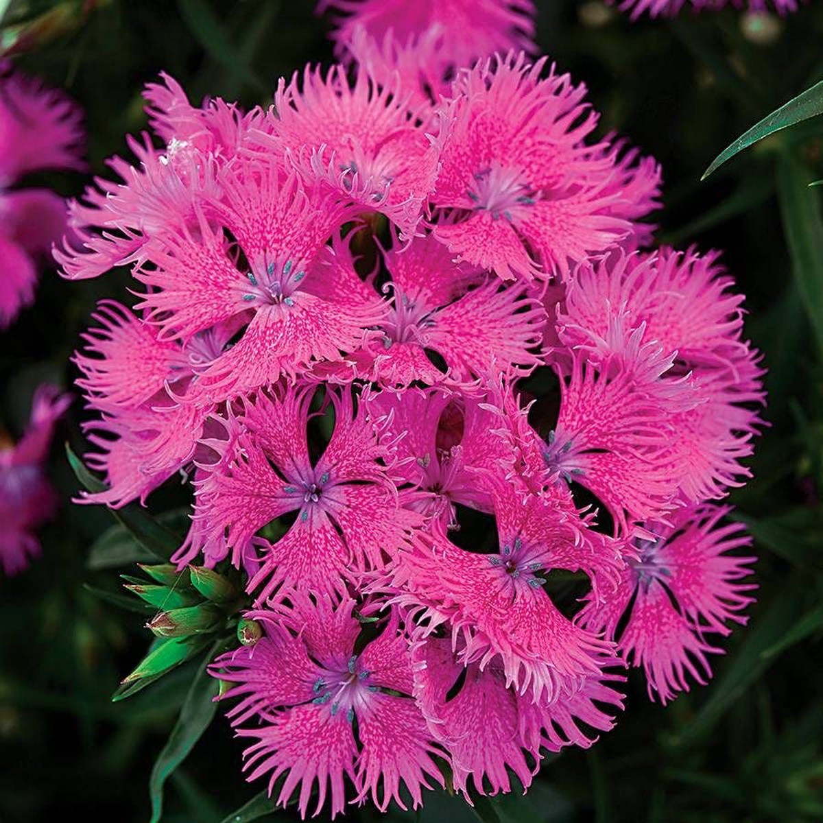 Rockin Purple Dianthus Seeds
