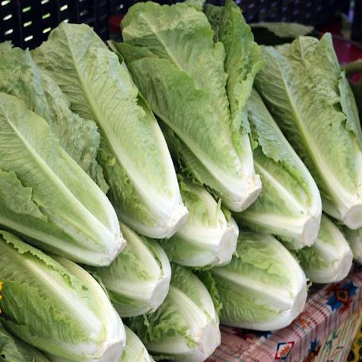 Romaine Coastal Star 8211 Saanich Organics