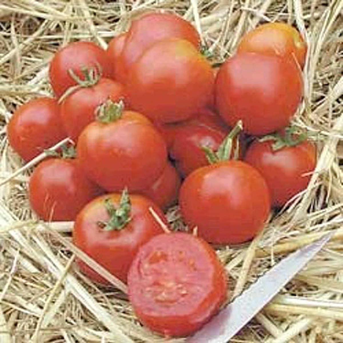 Stupice Czechleslovakian Tomato 15 Seeds - Heirloom