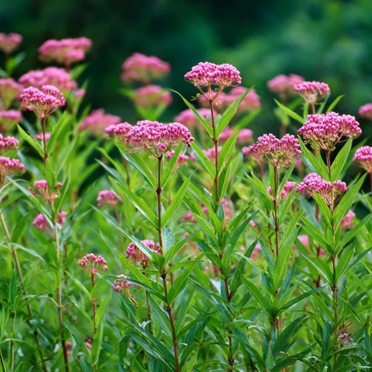 Swamp Milkweed Seeds - 50 Count Native Pollinator Plant, Asclepias Incarnata