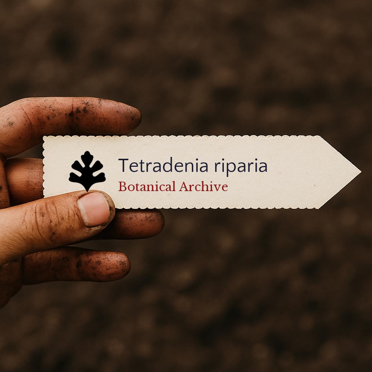 Tetradenia riparia SEEDS