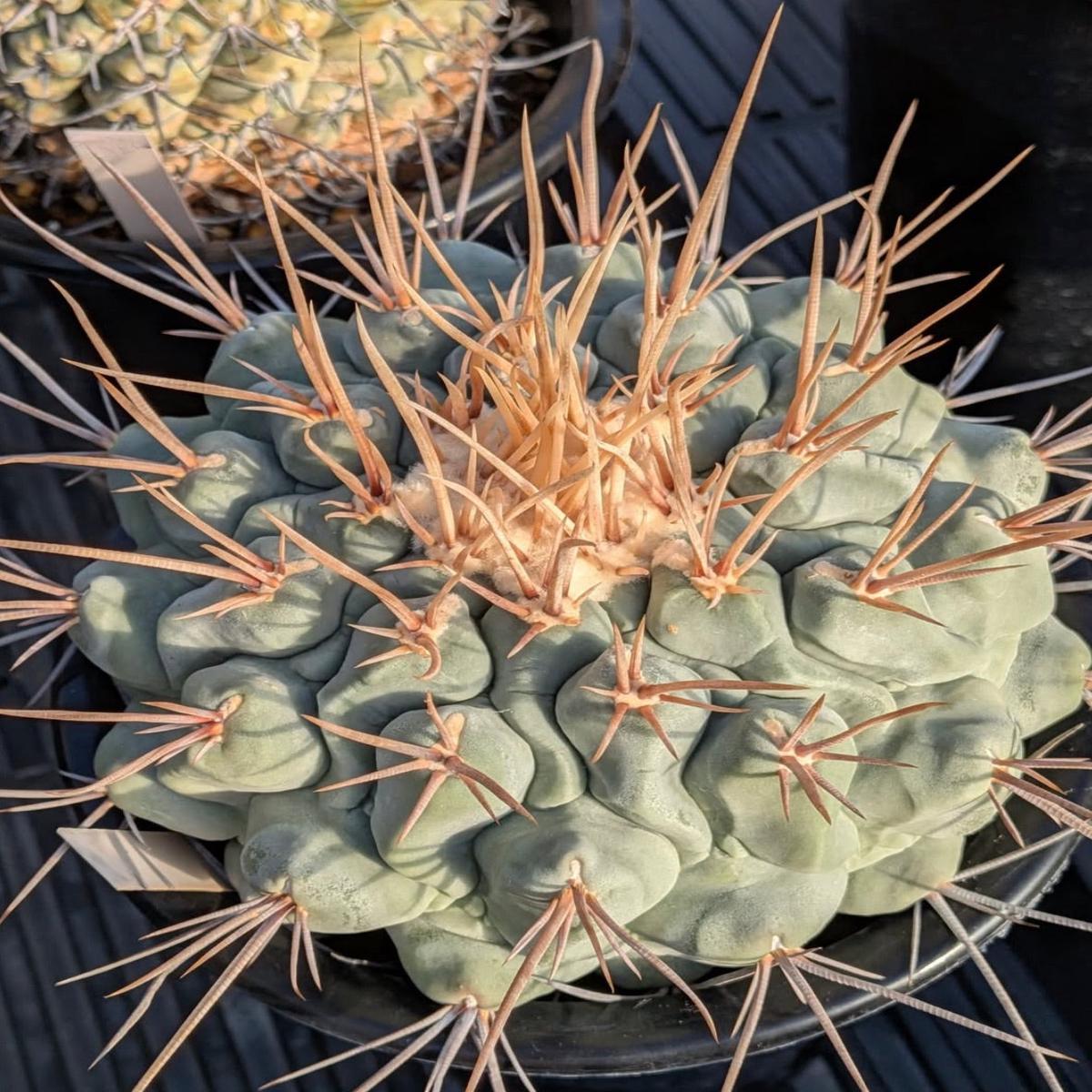 Thelocactus lophothele SEEDS - 1000 Seeds