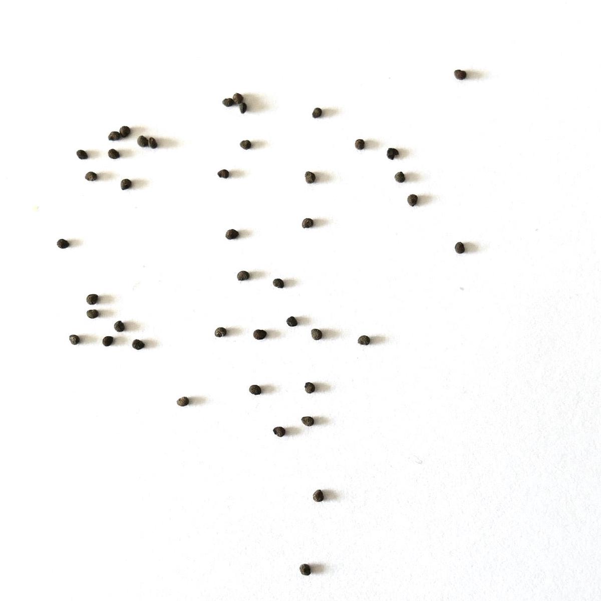 Thelocephala glabrescens SEEDS - 100 Seeds