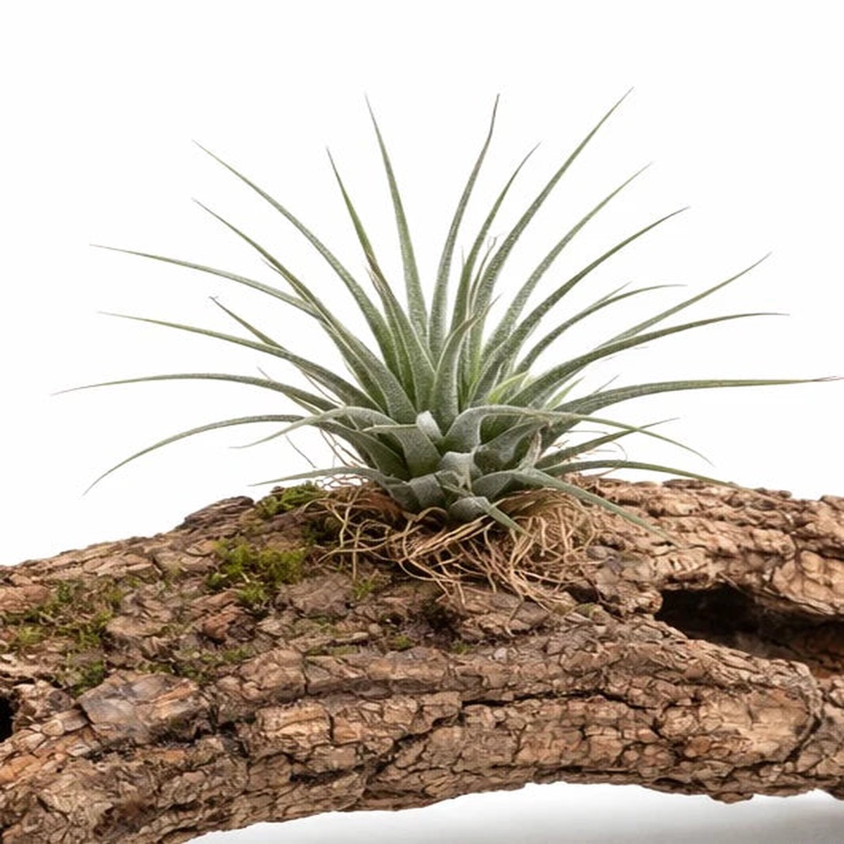 Tillandsia ionantha SEEDS