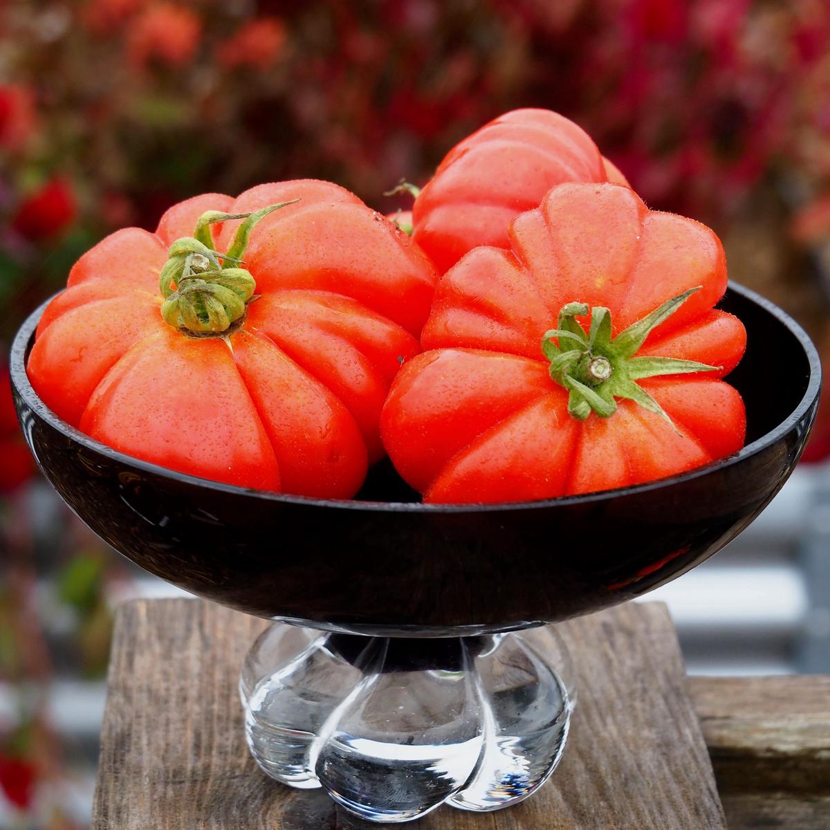 Tomato (Regular), Polish Beefsteak (Naturally Grown Seeds)