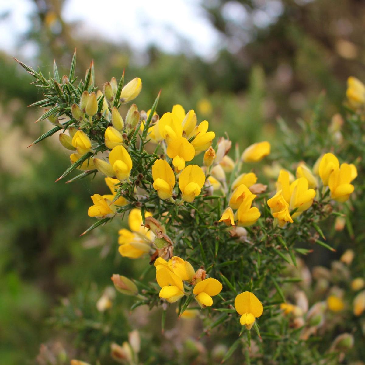 Ulex europaeus SEEDS