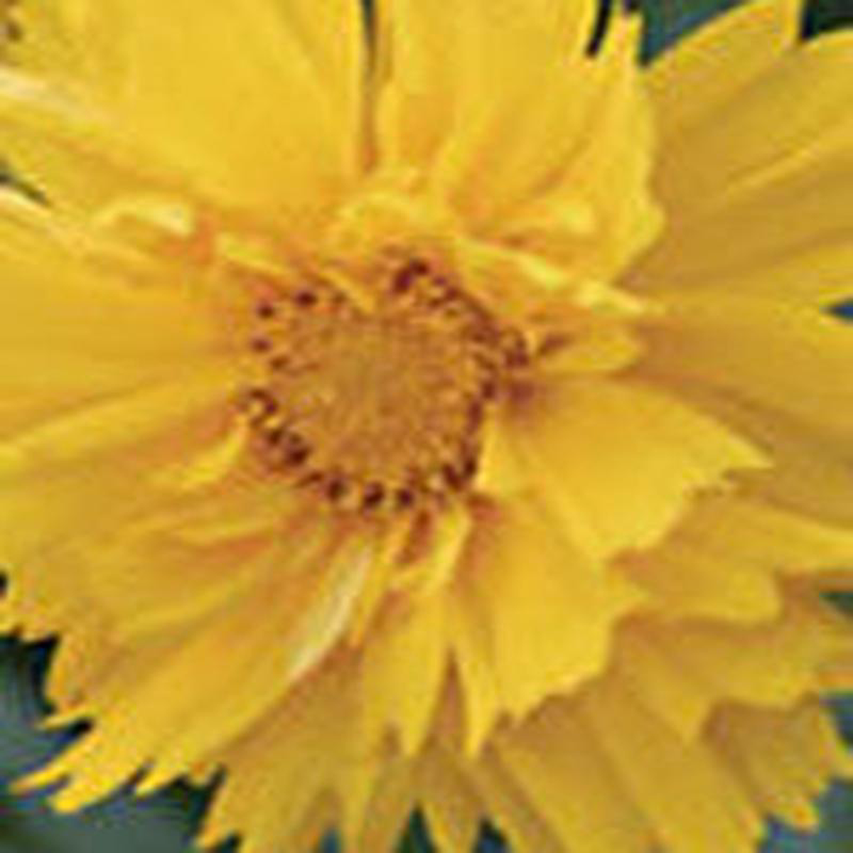 Wildflower Coreopsis Lance Leaved 8211 Ontario Seed Company