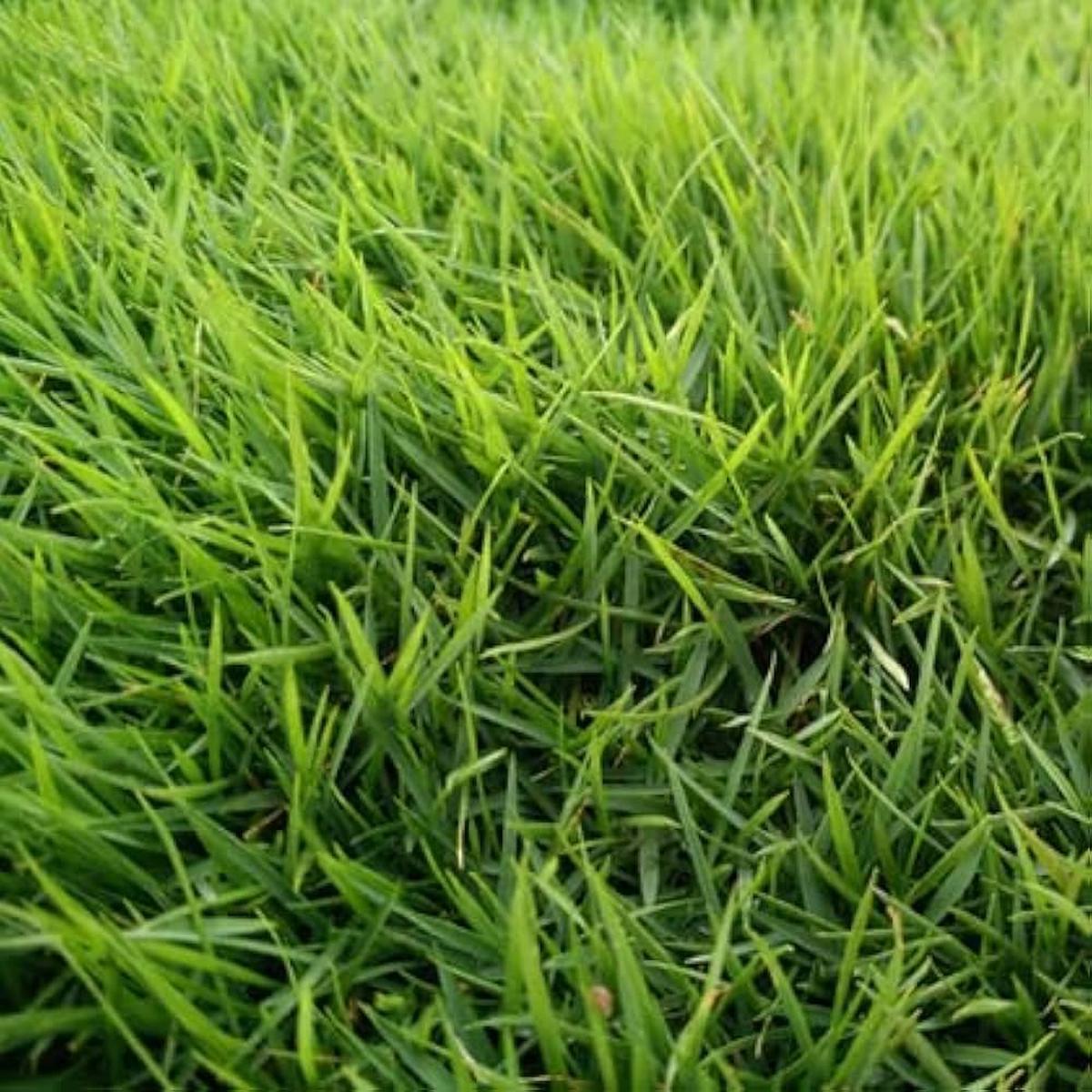 Zoysia Grass Zoysia spp. Seeds for Planting in Lawn
