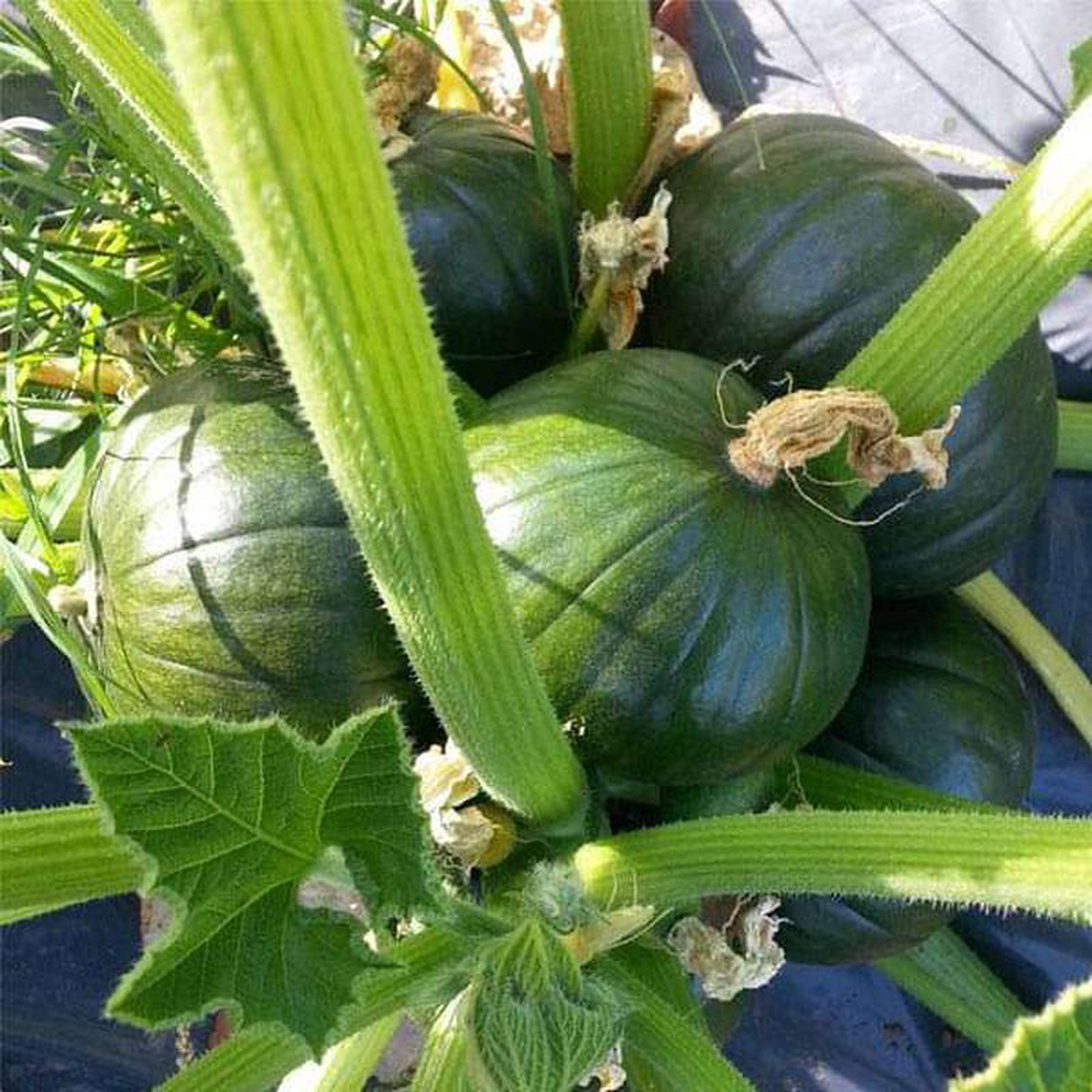 Zucchini Round Tondo Green 8211 Vegetable Seeds