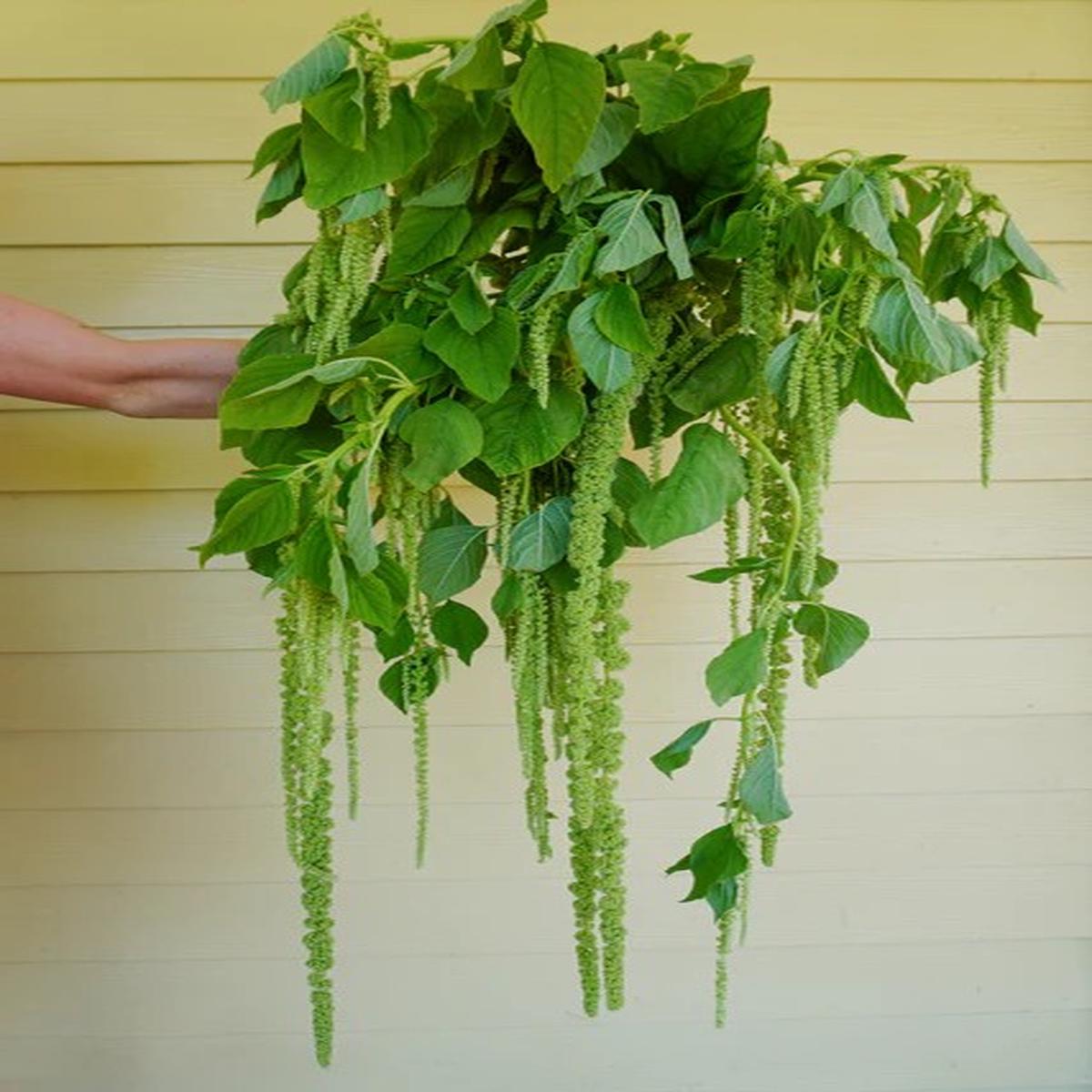 Amaranth - Green Tails