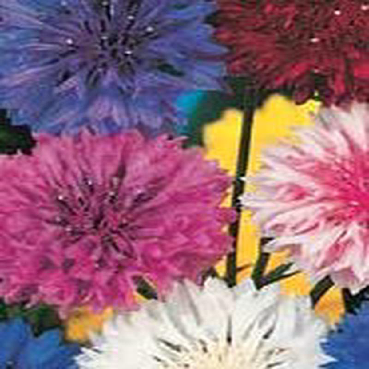 Bachelor Buttons Mixed Colours 8211 Ontario Seed Company