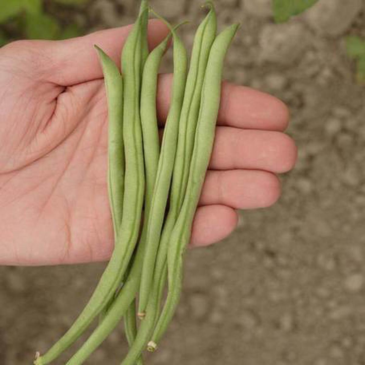Beans - Bush Bean Maxibel Filet