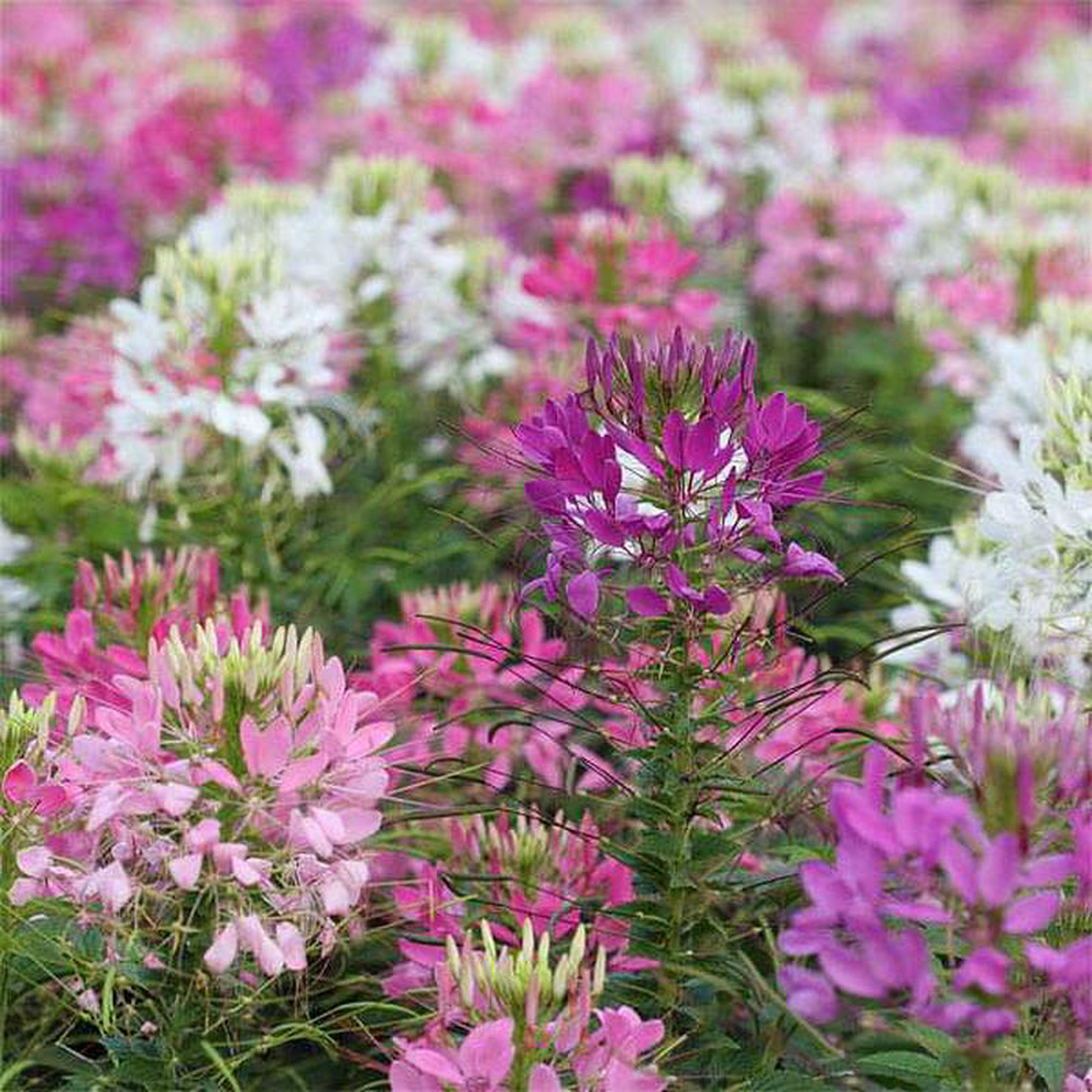 Cleome Spinosa Mixed Color 8211 Flower Seeds