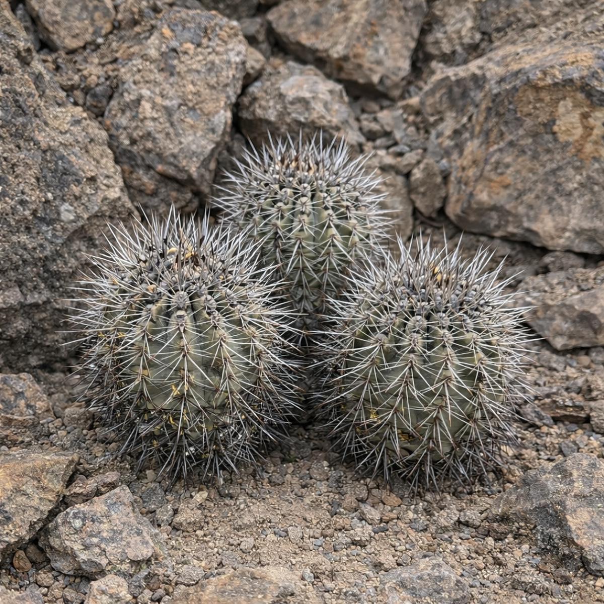 Copiapoa leonensis SEEDS