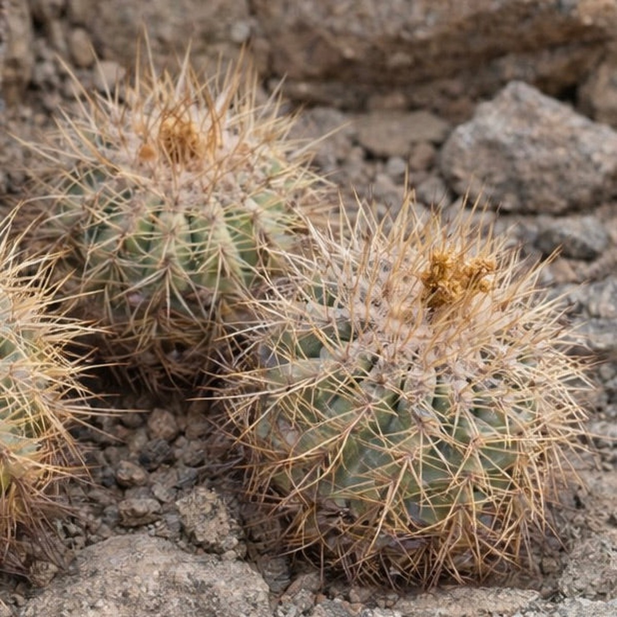 Copiapoa sarcoana SEEDS