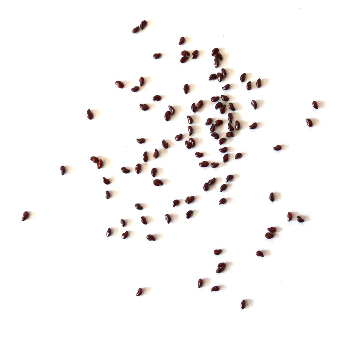 Coryphantha glanduligera SEEDS - 100 Seeds