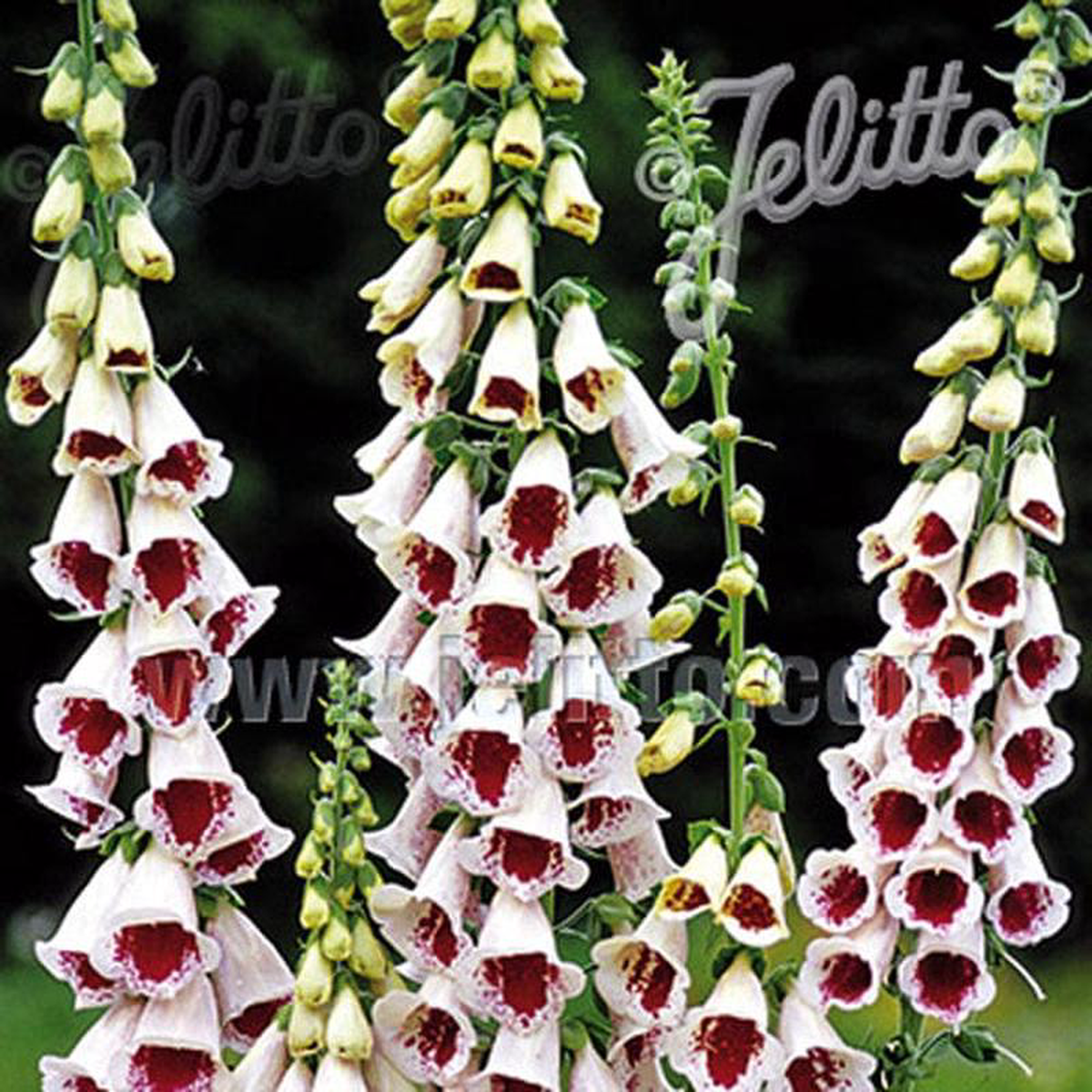 Foxglove Pam8217s Choice 8211 Mr Fothergill8217s Seed