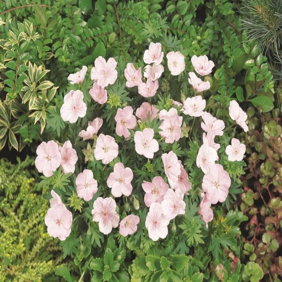 Hardy Geranium Rosy - Ontario Seed Company