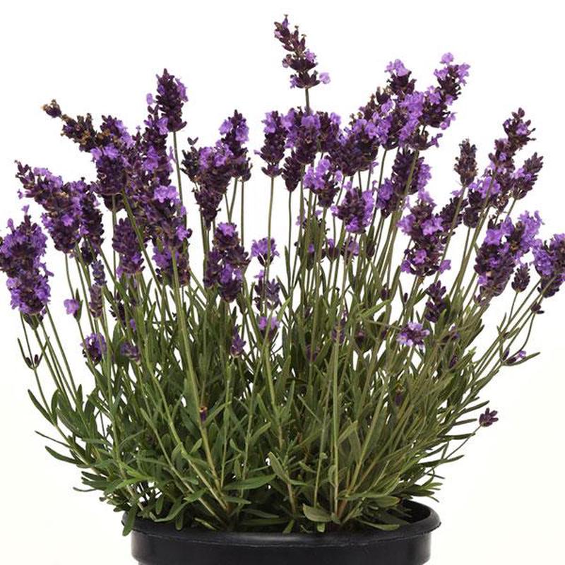 Lavender Avignon Early Blue - Lavandula angustifolia - Perennial Flower - 10 Seeds