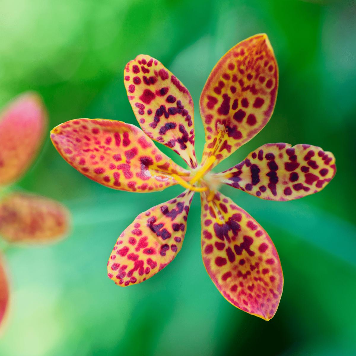 Leopard Lily - Salt Spring Seeds