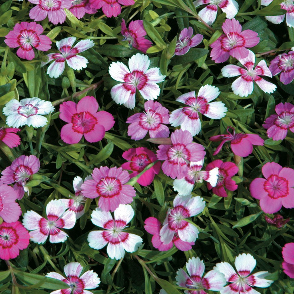 Micro Chips Pinks Dianthus - 80 Seeds - Perennial