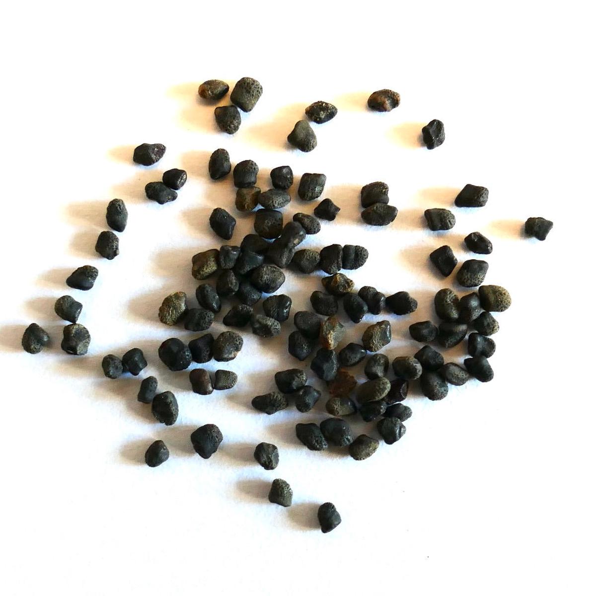 Oreocereus arboreus SEEDS - 50 Seeds