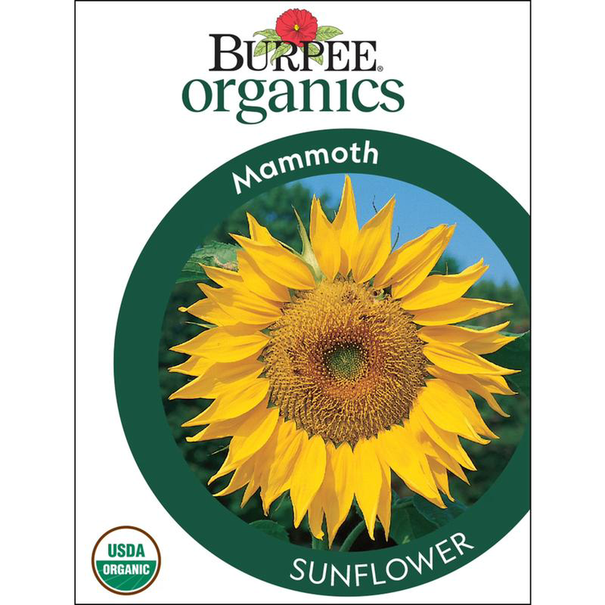 Organic Sunflower Mammoth 8211 Burpee Seeds