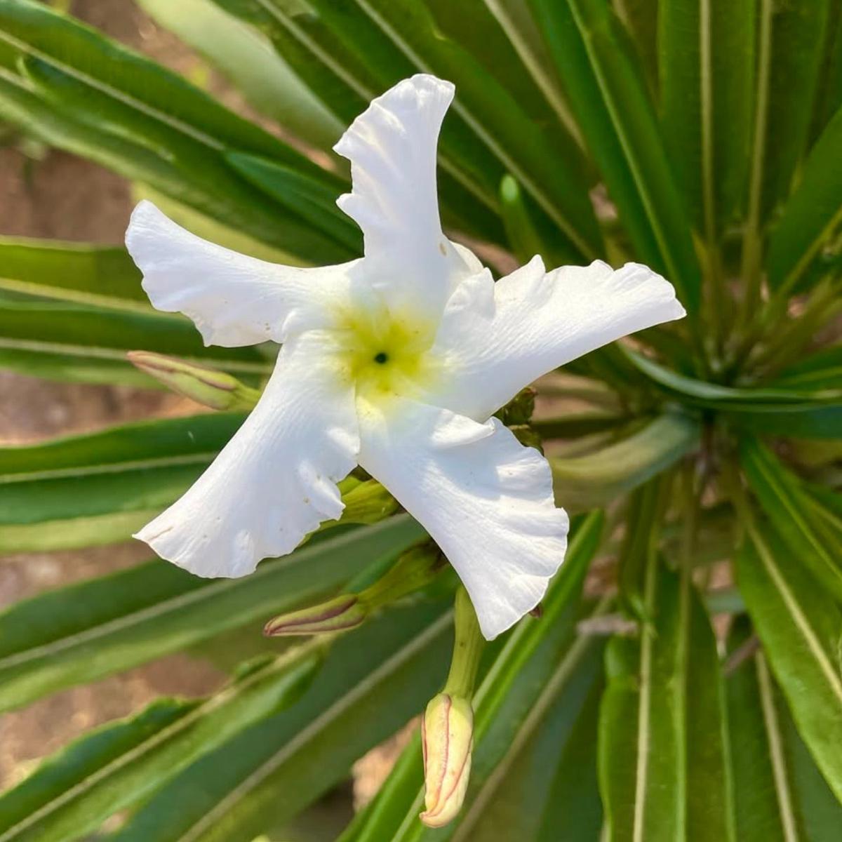 Pachypodium lamerei SEEDS