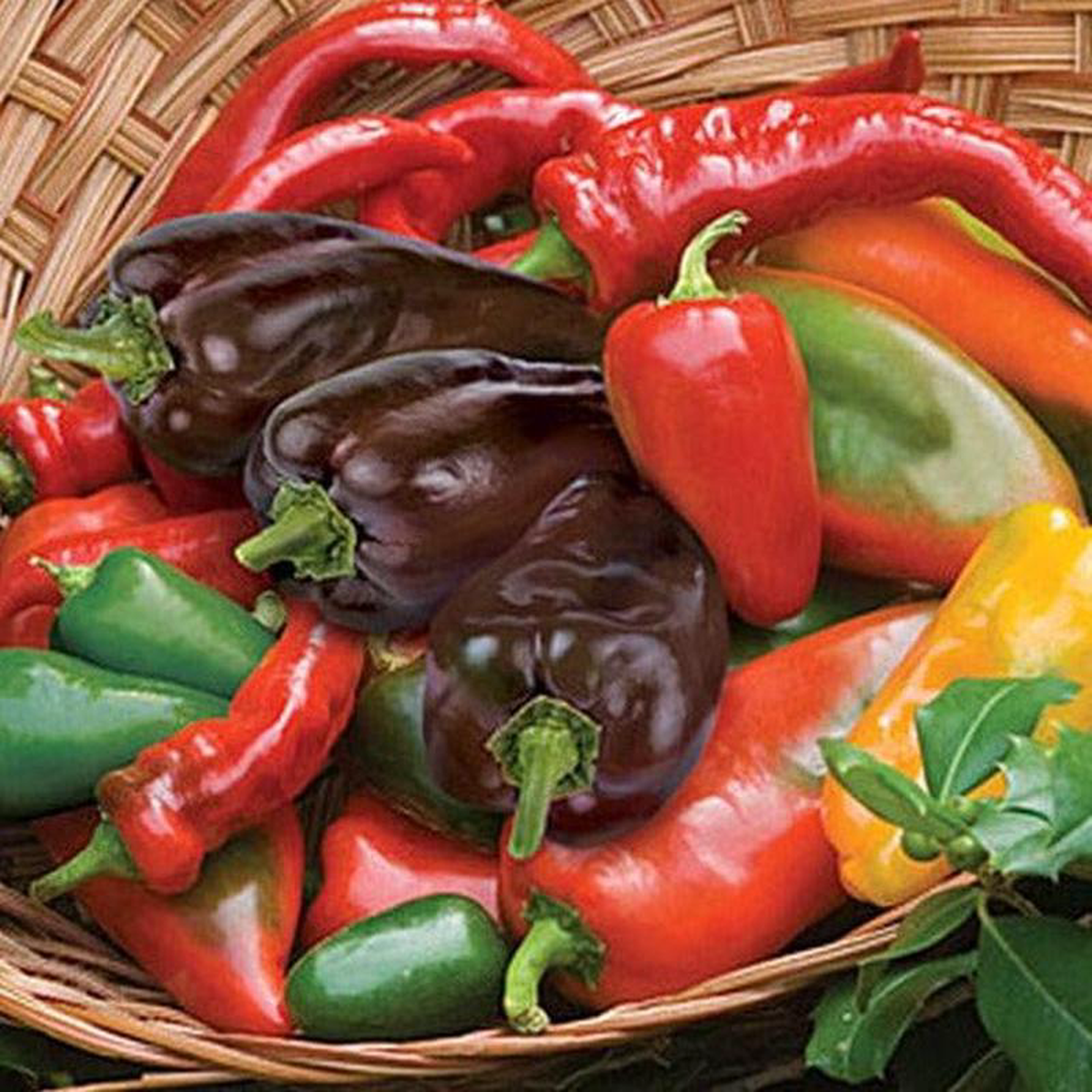 Pepper Hot Salsa Blend 8211 Burpee Seeds