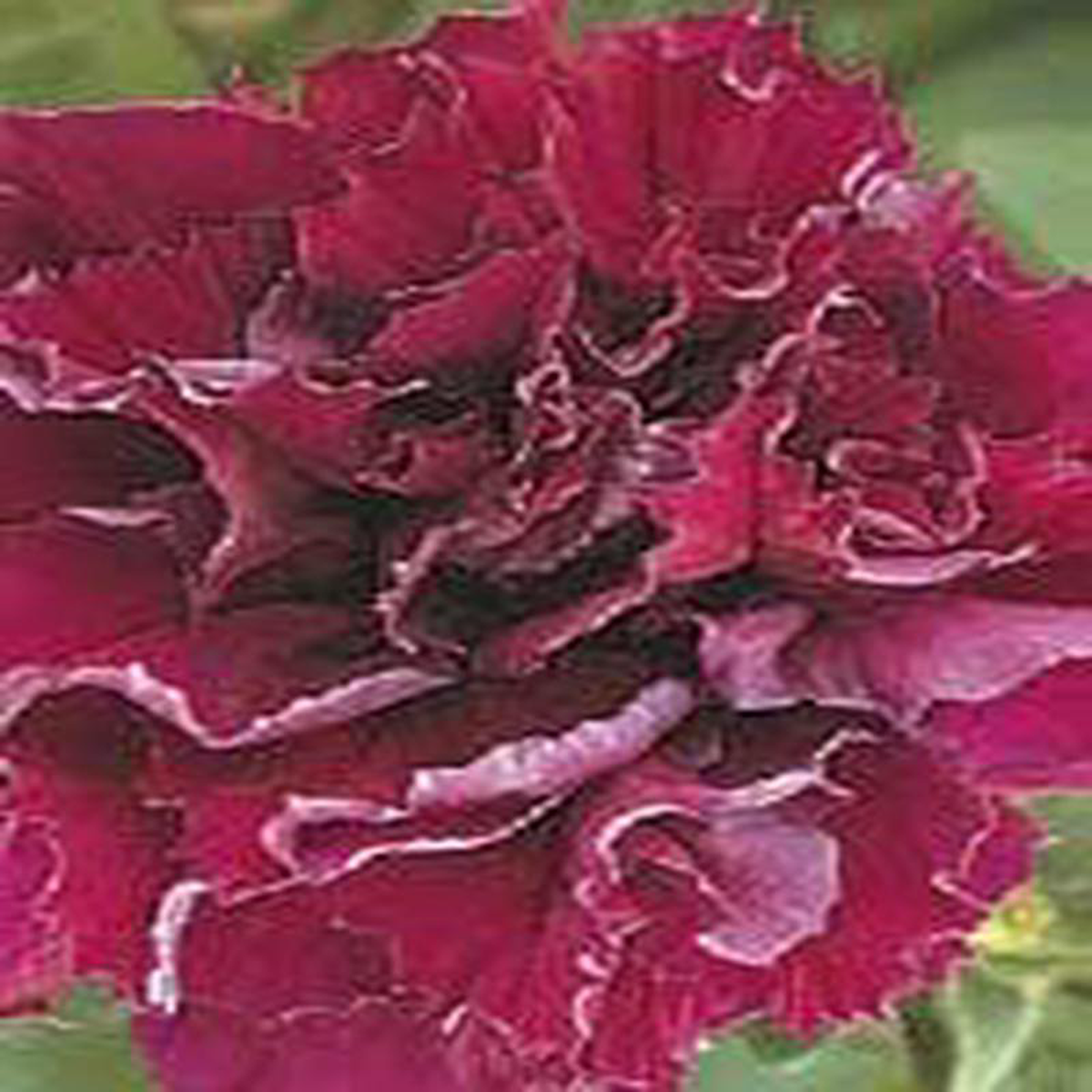 Petunia Double Cascade Burgundy 8211 Ontario Seed Company