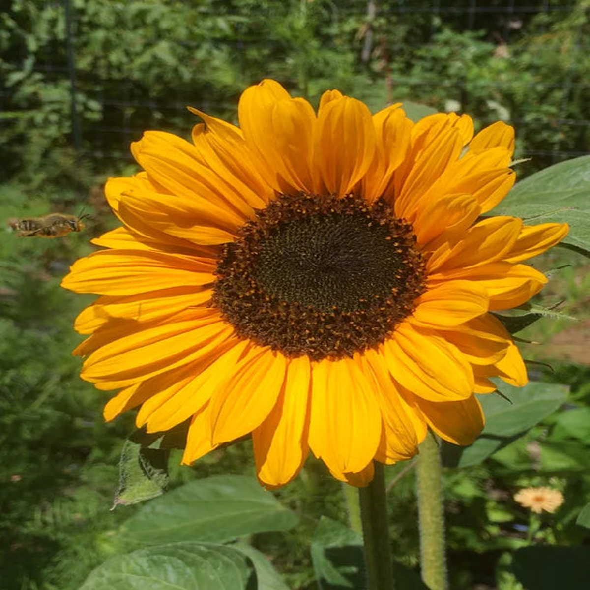 Sunflower Soraya - Grow For It Seeds