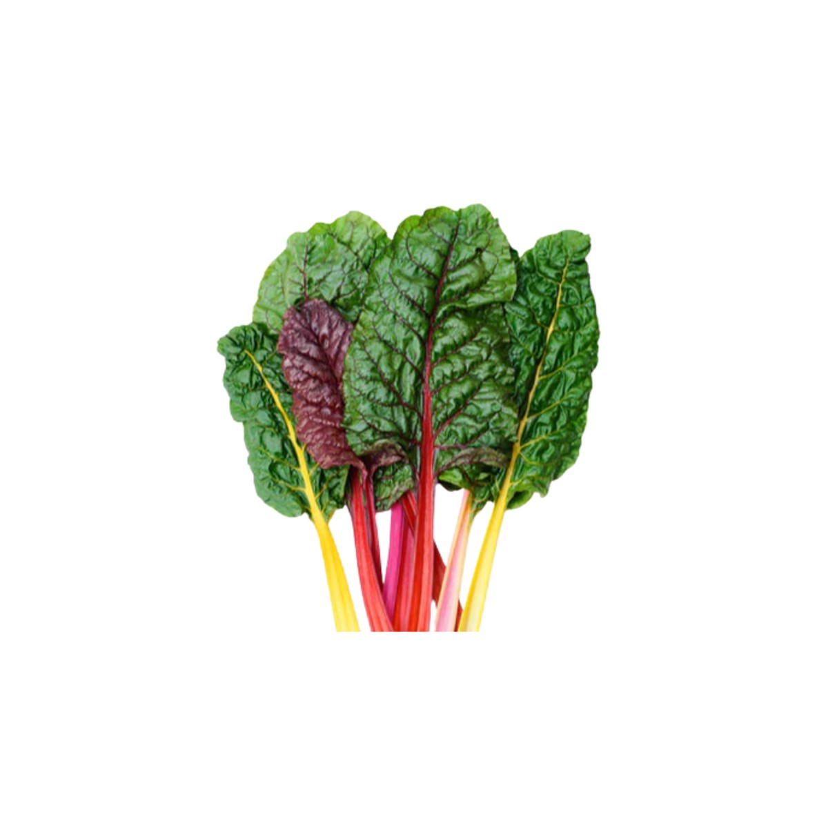 Swiss Chard Rainbow Seeds | Northern Wildflowers