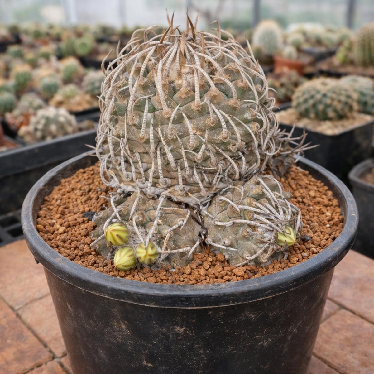 Turbinicarpus klinkerianus (Huizache) SEEDS