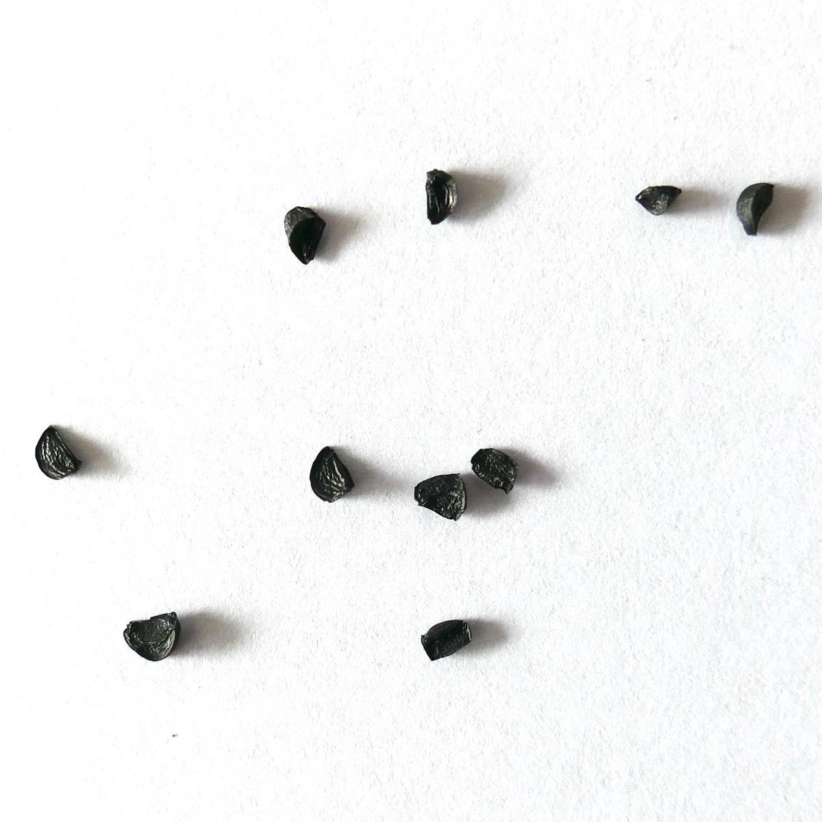 Agave colimana SEEDS - 10 Seeds