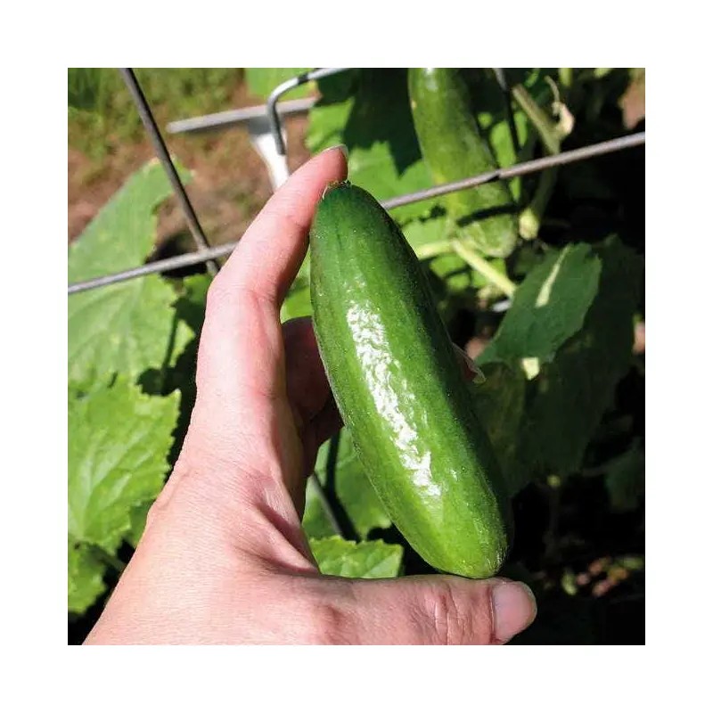 Baby Hybrid Cucumber Seeds