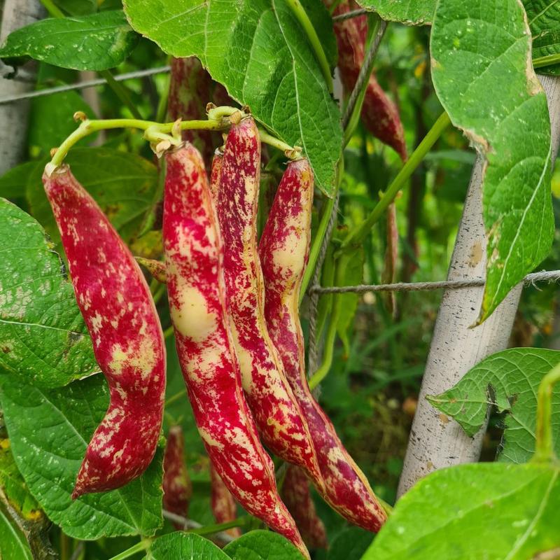 Bean 'Speckled Cranberry' (Organic)