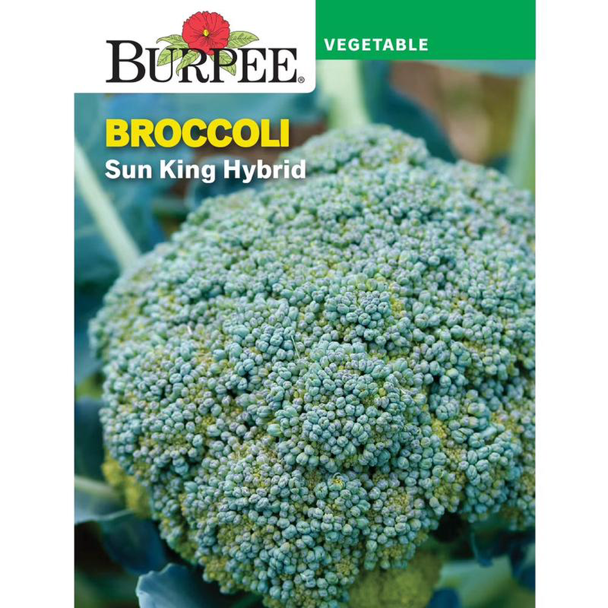 Broccoli Sun King Hybrid 8211 Burpee Seeds