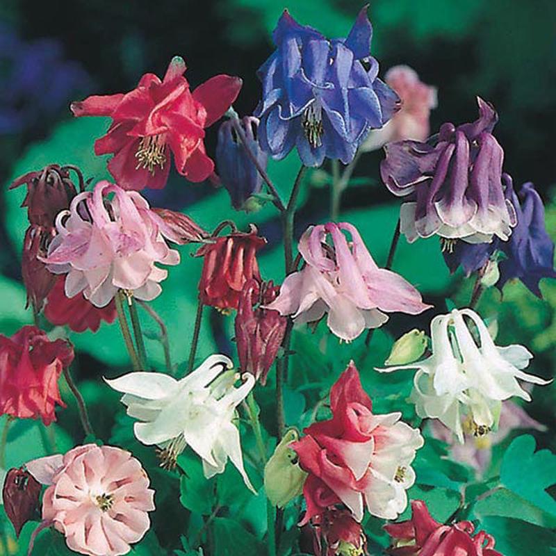 Columbine Biderdermeier Mix - Mr.Fothergill's