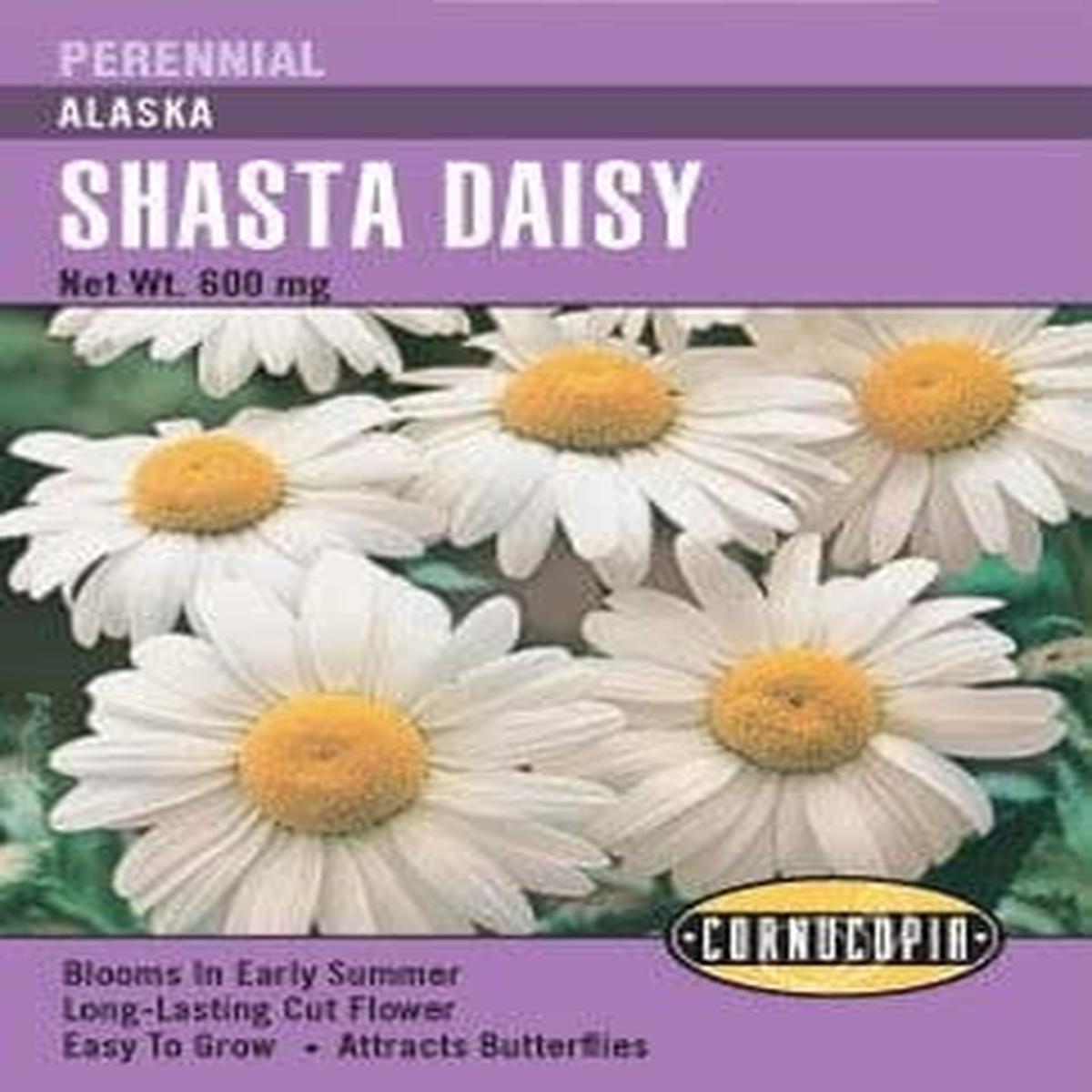 Daisy - Shasta Alaska