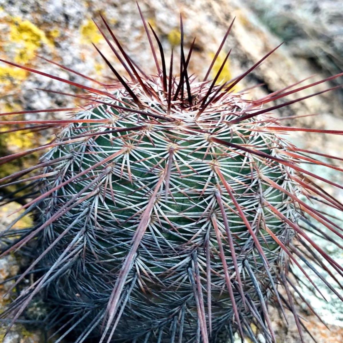Echinocereus adustus SEEDS