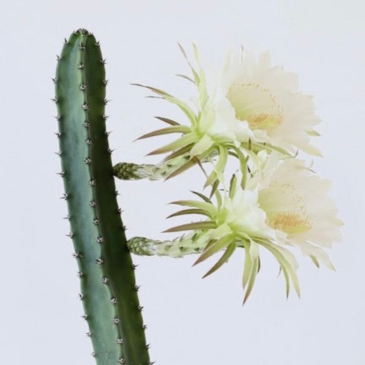 Eriocereus jusbertii SEEDS