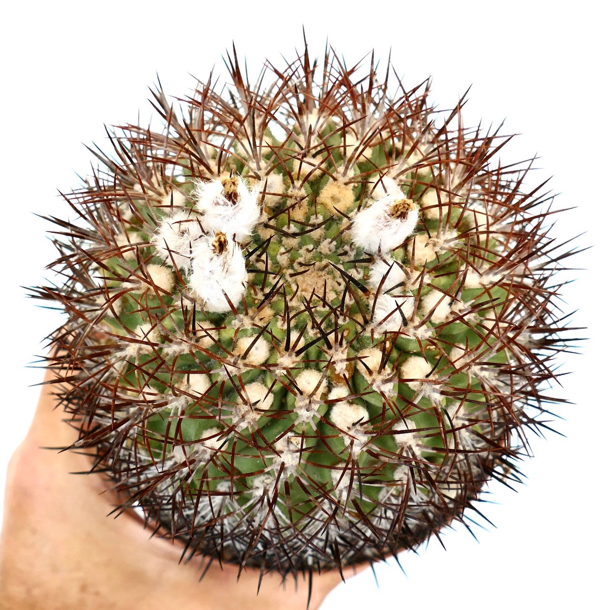 Eriosyce ceratistes var. combarbalensis SEEDS